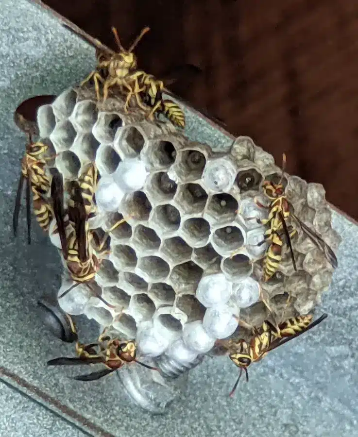 aggressive wasp removal services