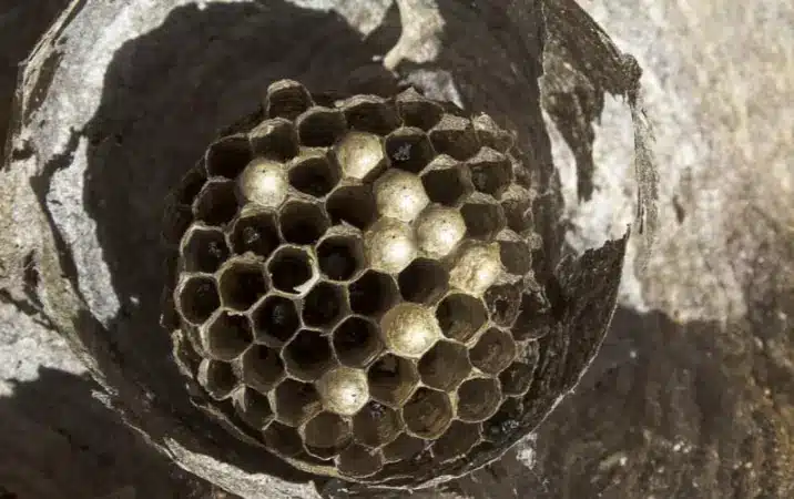Close-up of a paper wasp nest with hexagonal cells and sealed brood caps inside a protective outer casing.