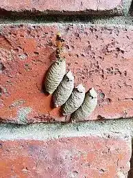 Mud dauber wasp adding mud to a cluster of tube-shaped nests attached to a red brick wall.