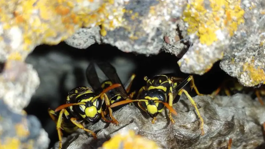 wasp nest in the chimney taken care of by professionals